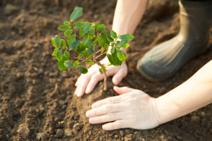 How To Prepare Soil For Planting San Rafael, CA How To Prepare Soil For Planting San Rafael, CA