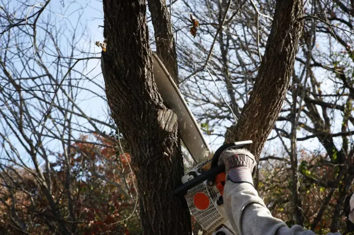 When Is The Best Time To Trim Trees in San Rafael, CA When Is The Best Time To Trim Trees in San Rafael, CA